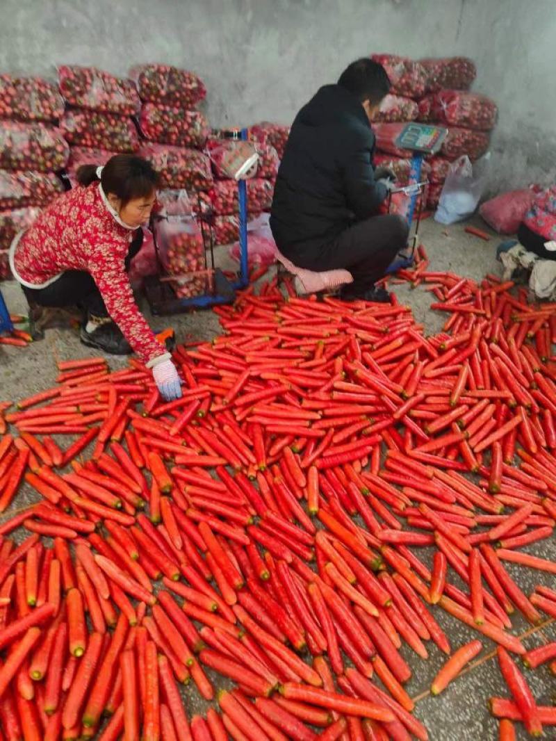 大量供应精品称杆红红萝卜，电商超市市场，货源充足欢迎订购