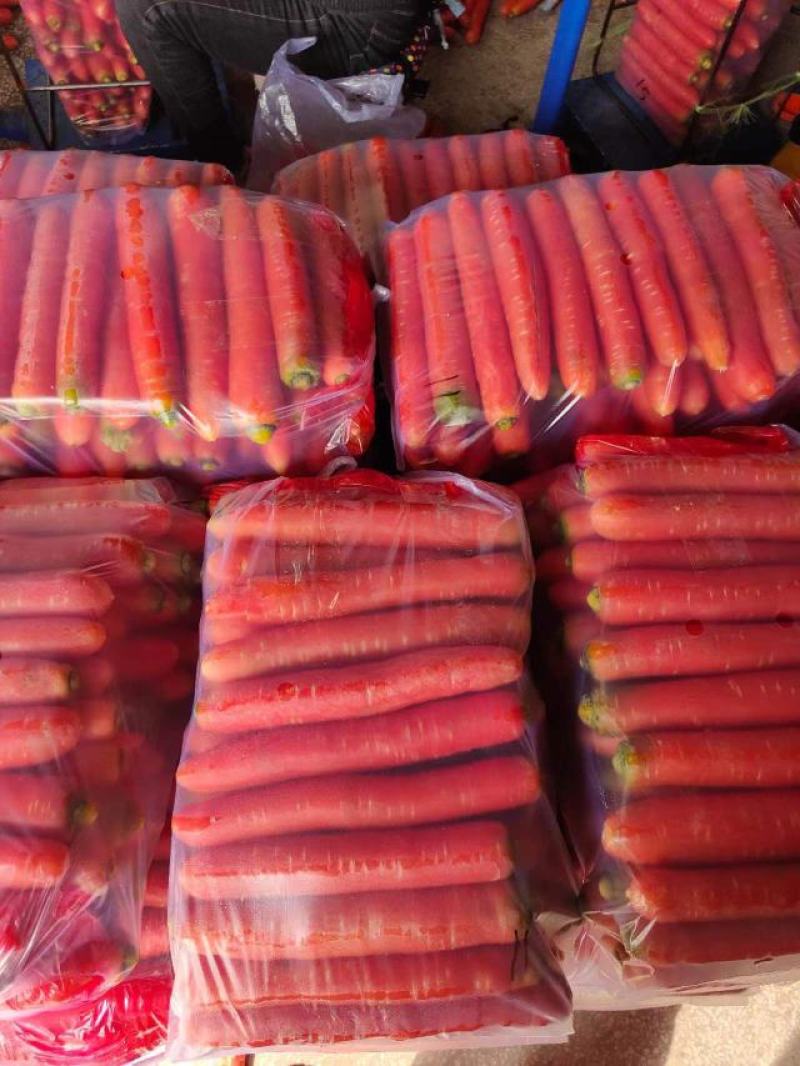 大量供应精品称杆红红萝卜，电商超市市场，货源充足欢迎订购