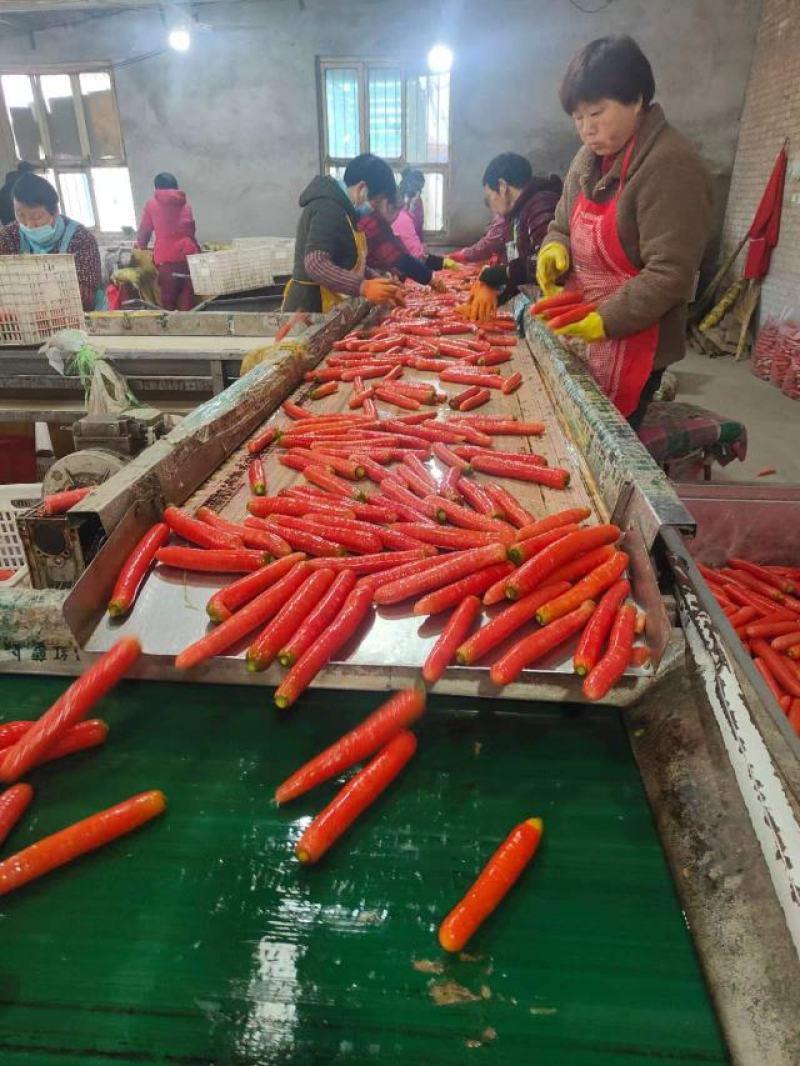 大量供应精品称杆红红萝卜，电商超市市场，货源充足欢迎订购