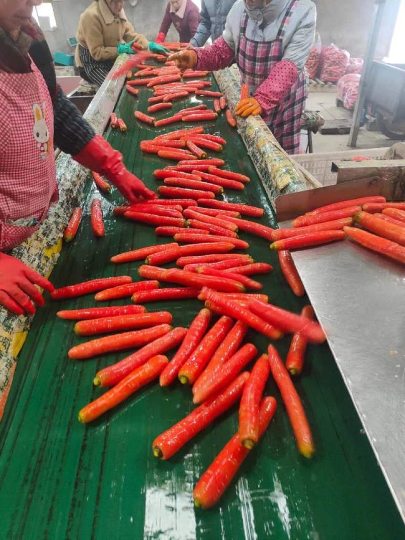 大量供应精品称杆红红萝卜，电商超市市场，货源充足欢迎订购