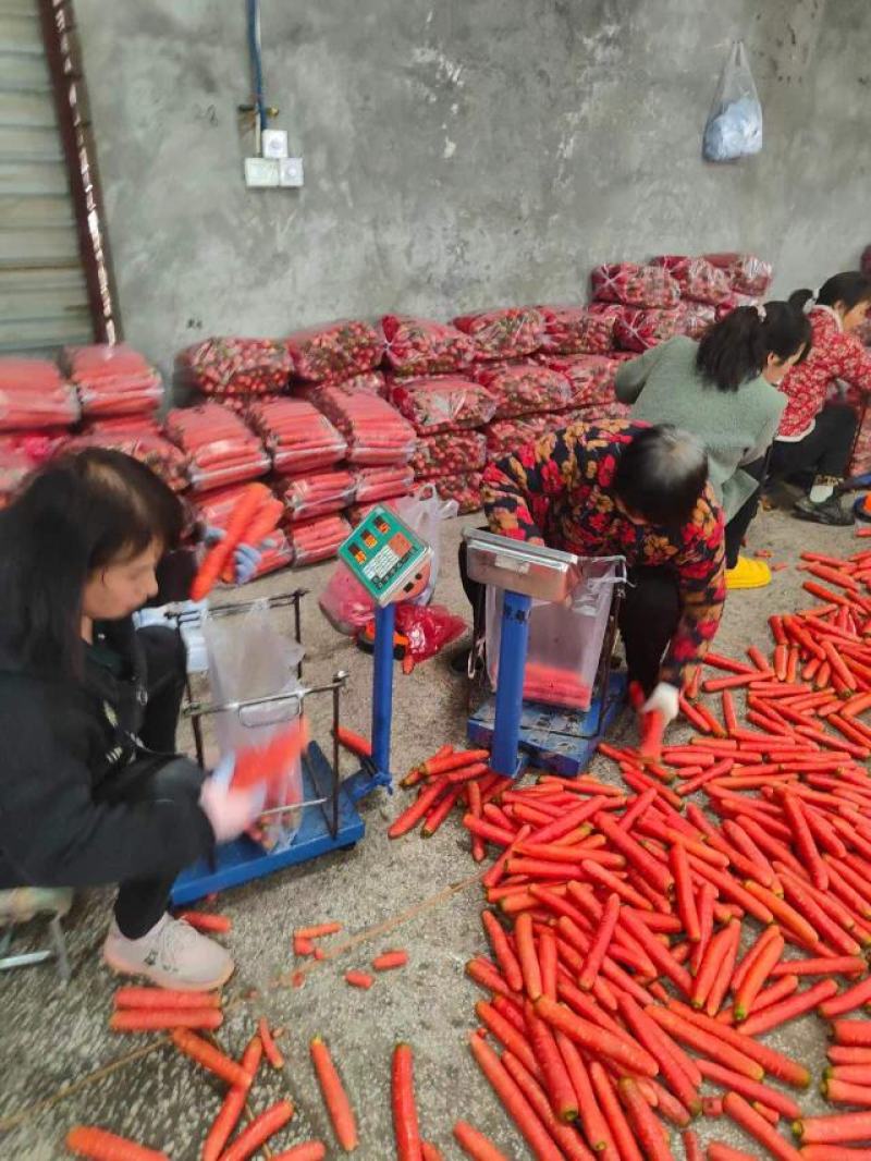 大量供应精品称杆红红萝卜，电商超市市场，货源充足欢迎订购