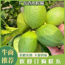 广东香水柠檬，产地果园直发，货源稳定，品质保证，全国发货