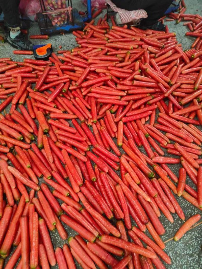 大量供应精品称杆红红萝卜，电商超市市场，货源充足欢迎订购