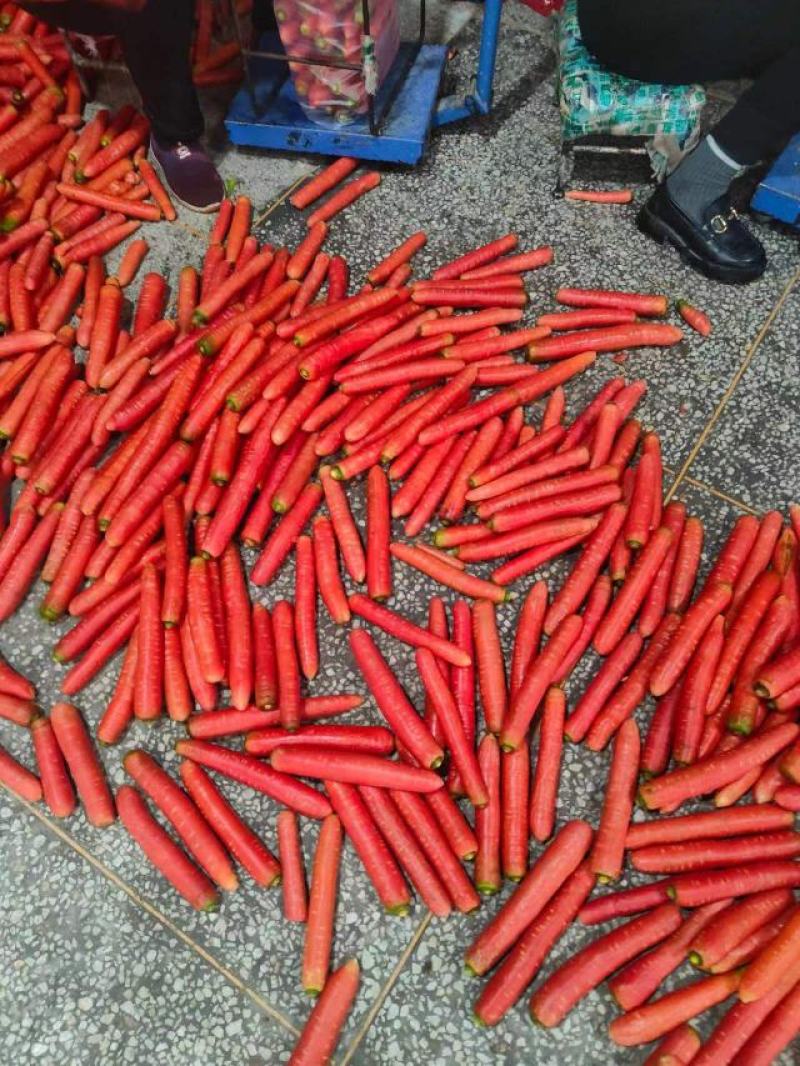大量供应精品称杆红红萝卜，电商超市市场，货源充足欢迎订购