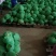 陕西圆生菜大量出货长期供应量大从优诚信经营