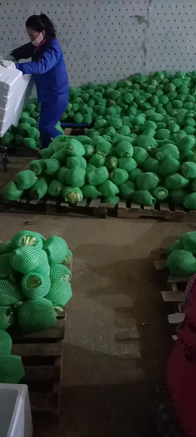 陕西圆生菜大量出货长期供应量大从优诚信经营