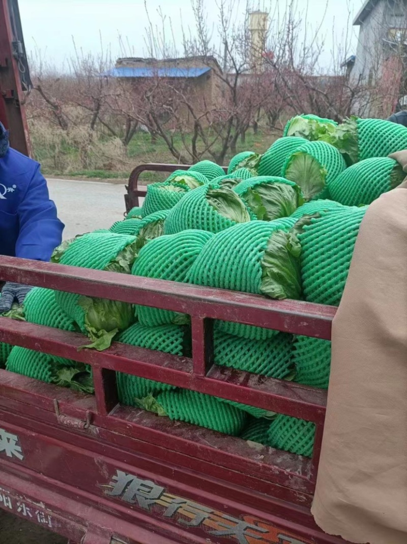 陕西圆生菜大量出货长期供应量大从优诚信经营