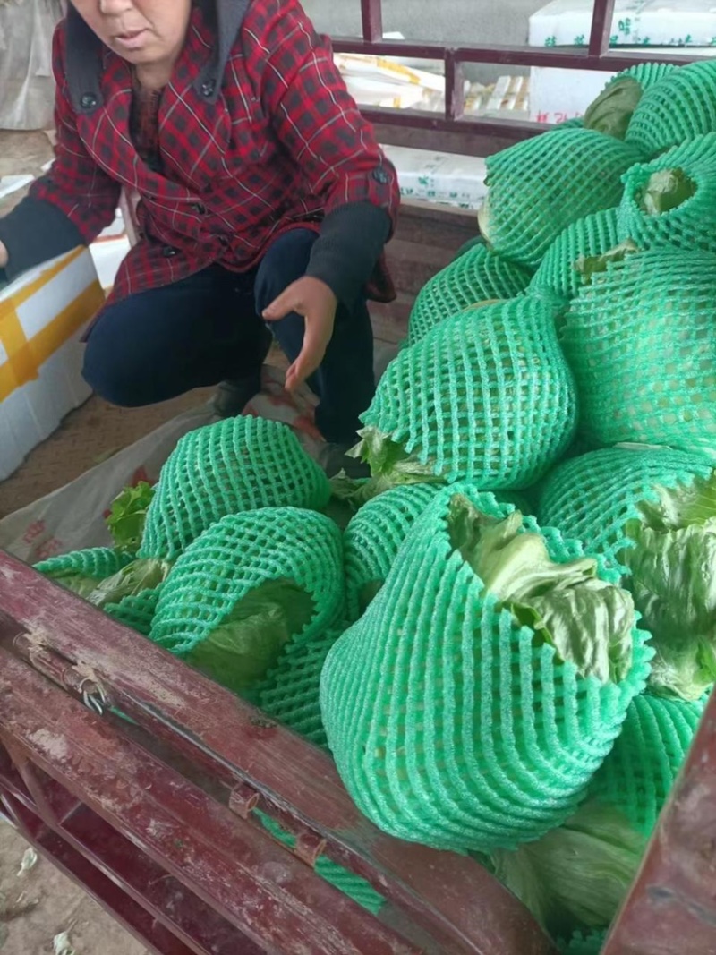 陕西圆生菜大量出货长期供应量大从优诚信经营