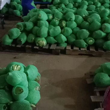 陕西圆生菜大量出货长期供应量大从优诚信经营