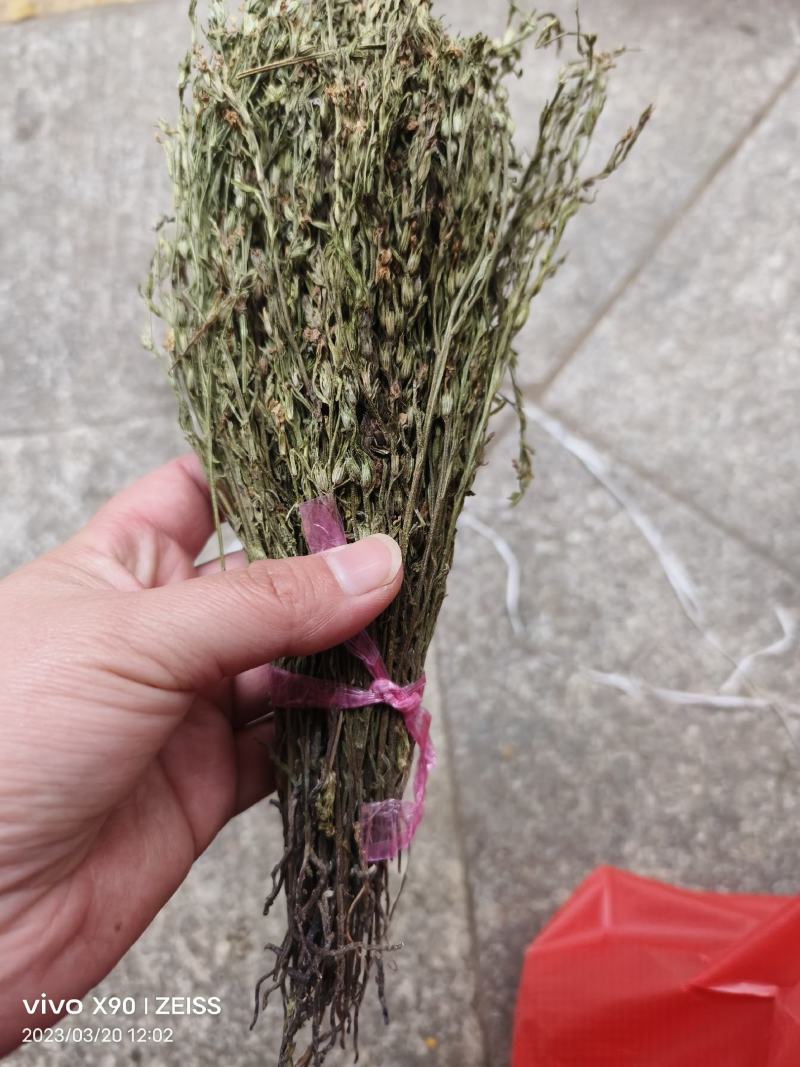 中药材独脚金青绿货源充足批发零售
