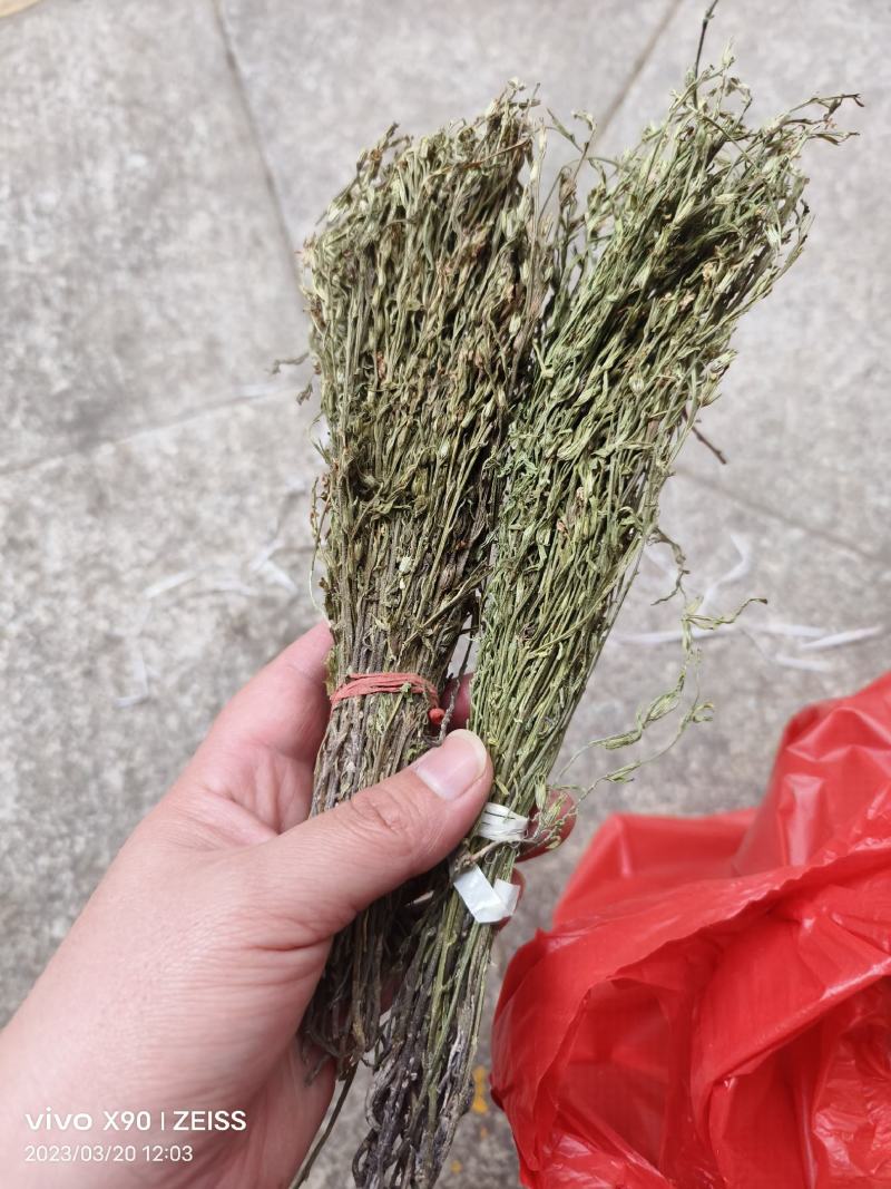 中药材独脚金青绿货源充足批发零售