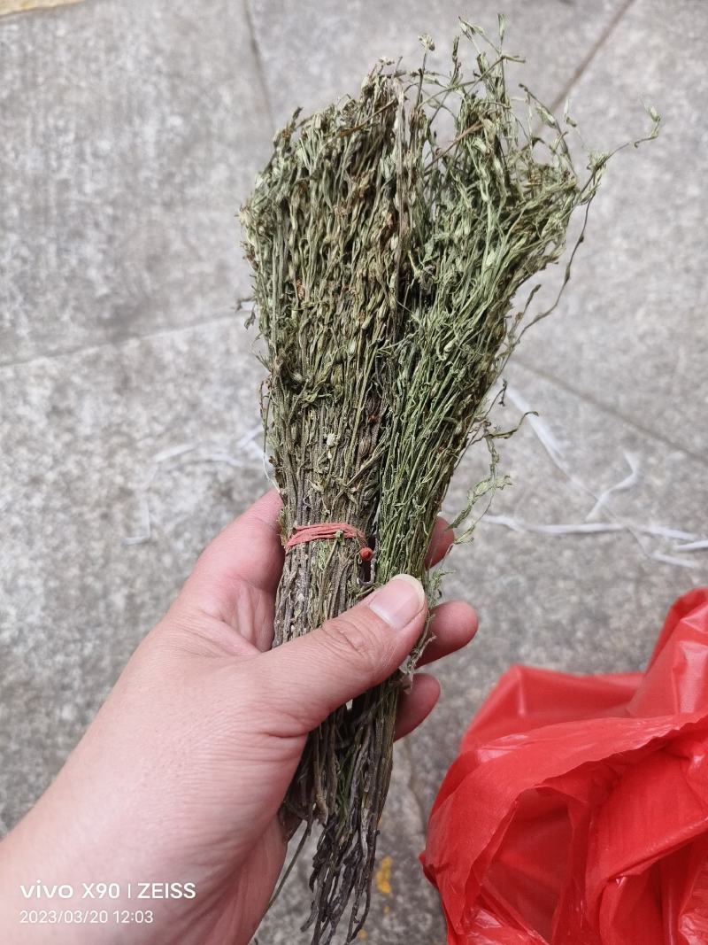 中药材独脚金青绿货源充足批发零售