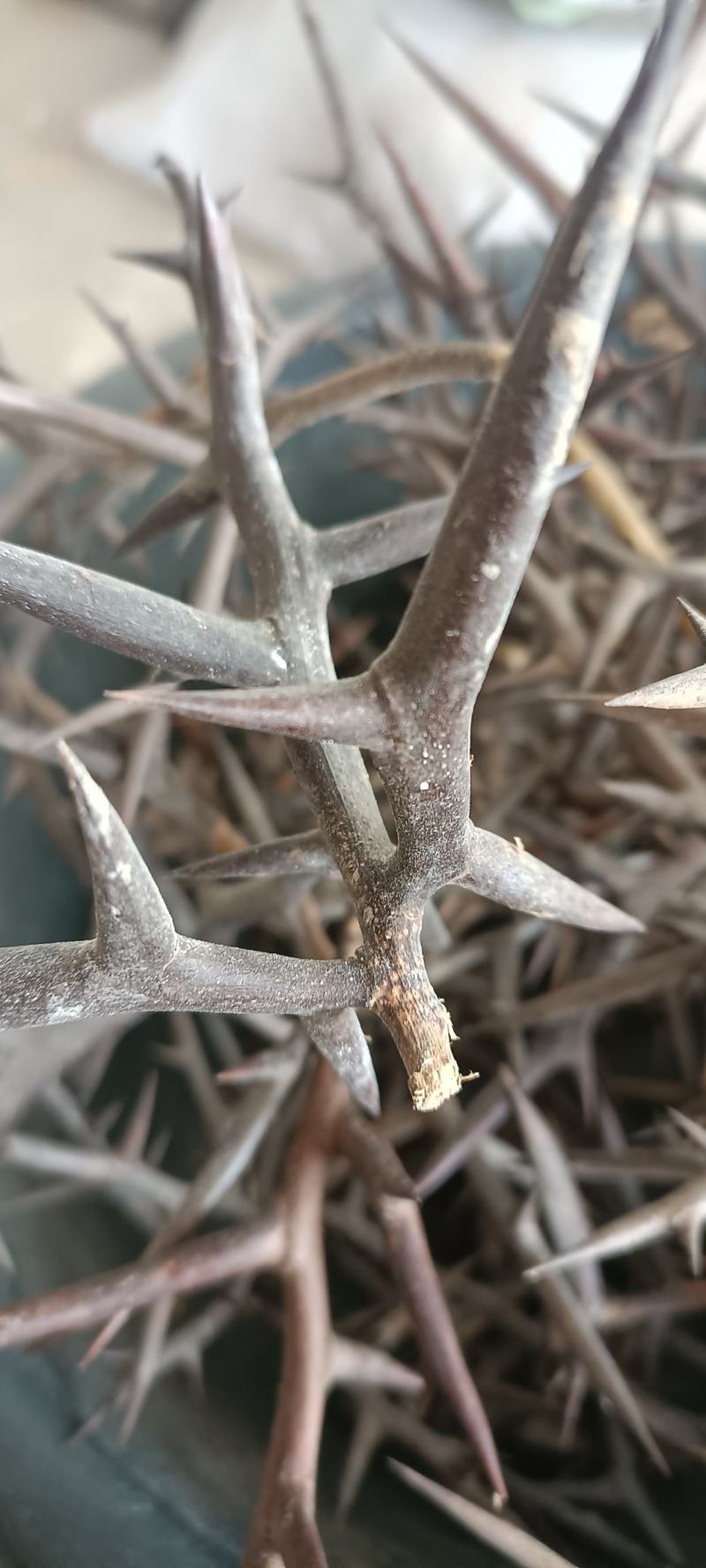 皂刺中药材批发货源充足，质量保证，欢迎选购