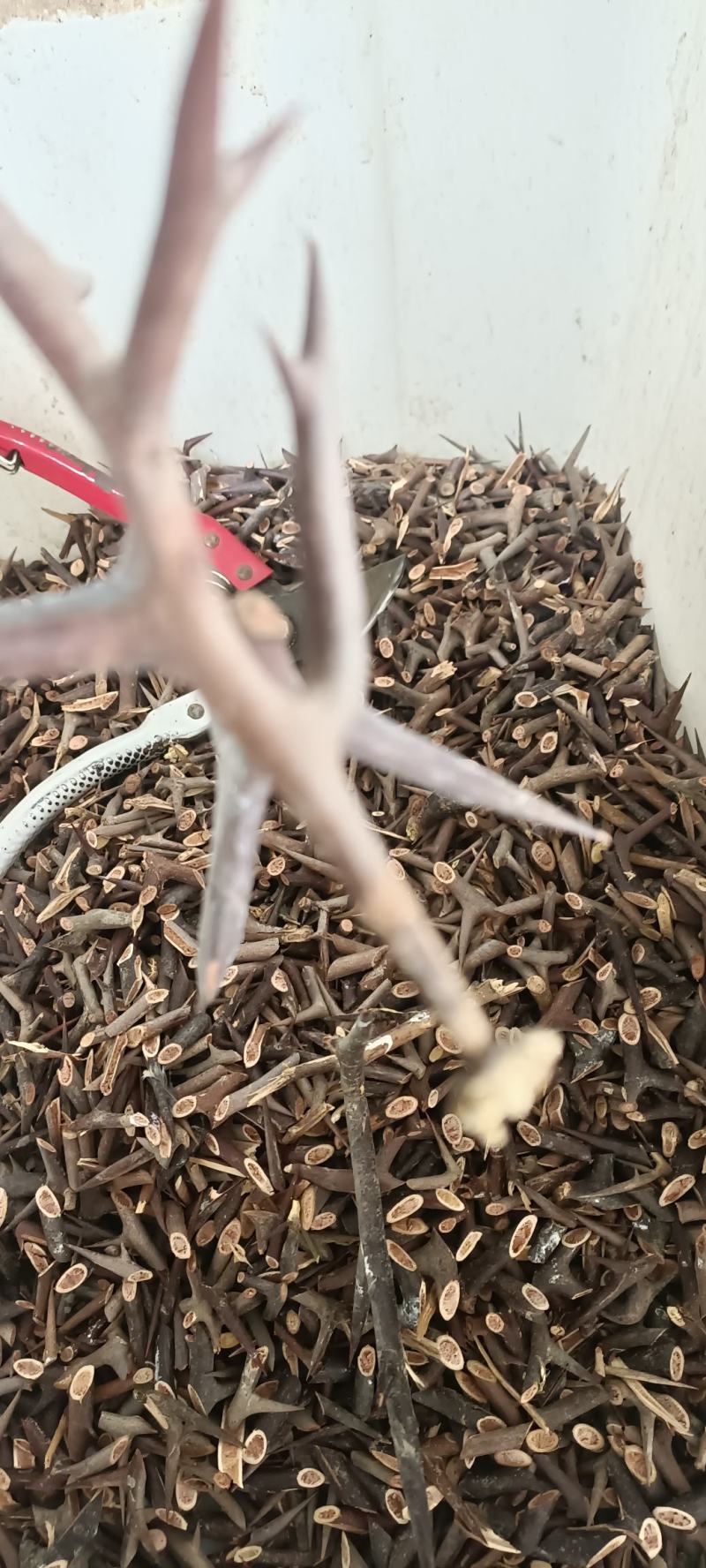 皂刺中药材批发货源充足，质量保证，欢迎选购