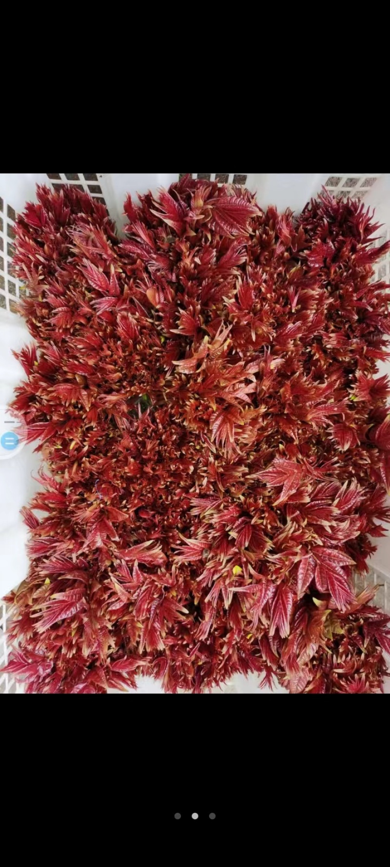 现摘红油香椿代发