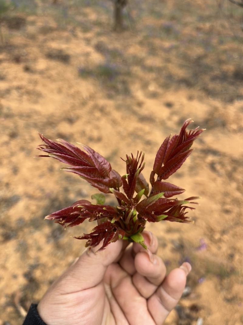 现摘红油香椿代发