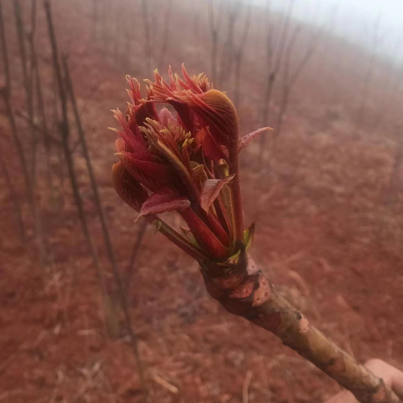 现摘红油香椿代发