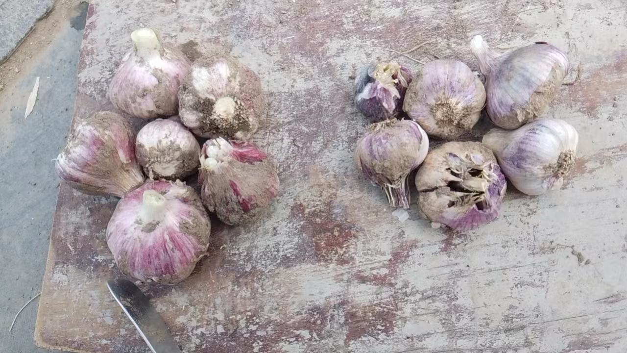新鲜大蒜与空心大蒜对比图