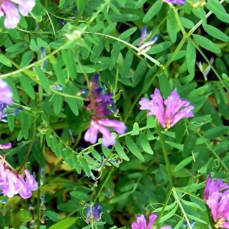 绿肥种籽苕子种长柔毛野豌豆种子果园紫花苕养蜜源草种子