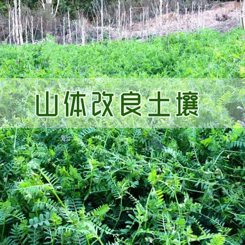 绿肥种籽苕子种长柔毛野豌豆种子果园紫花苕养蜜源草种子
