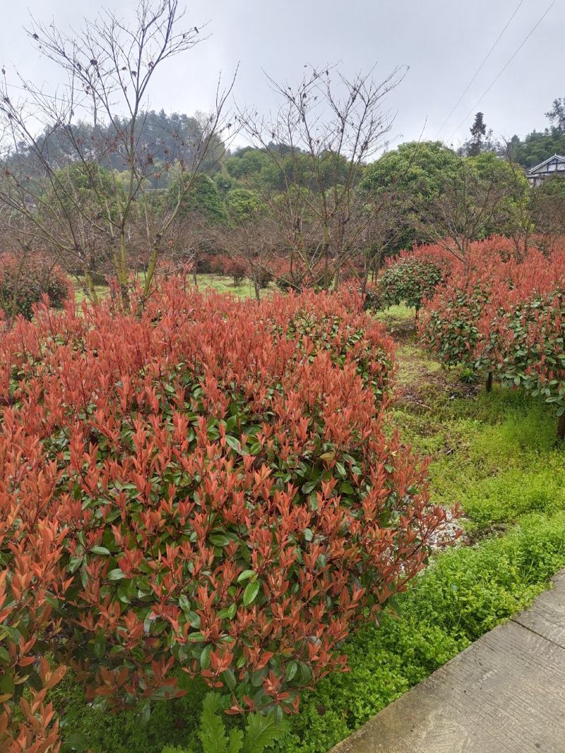 冠幅1.5米红叶石楠球，基地直销，价格实惠