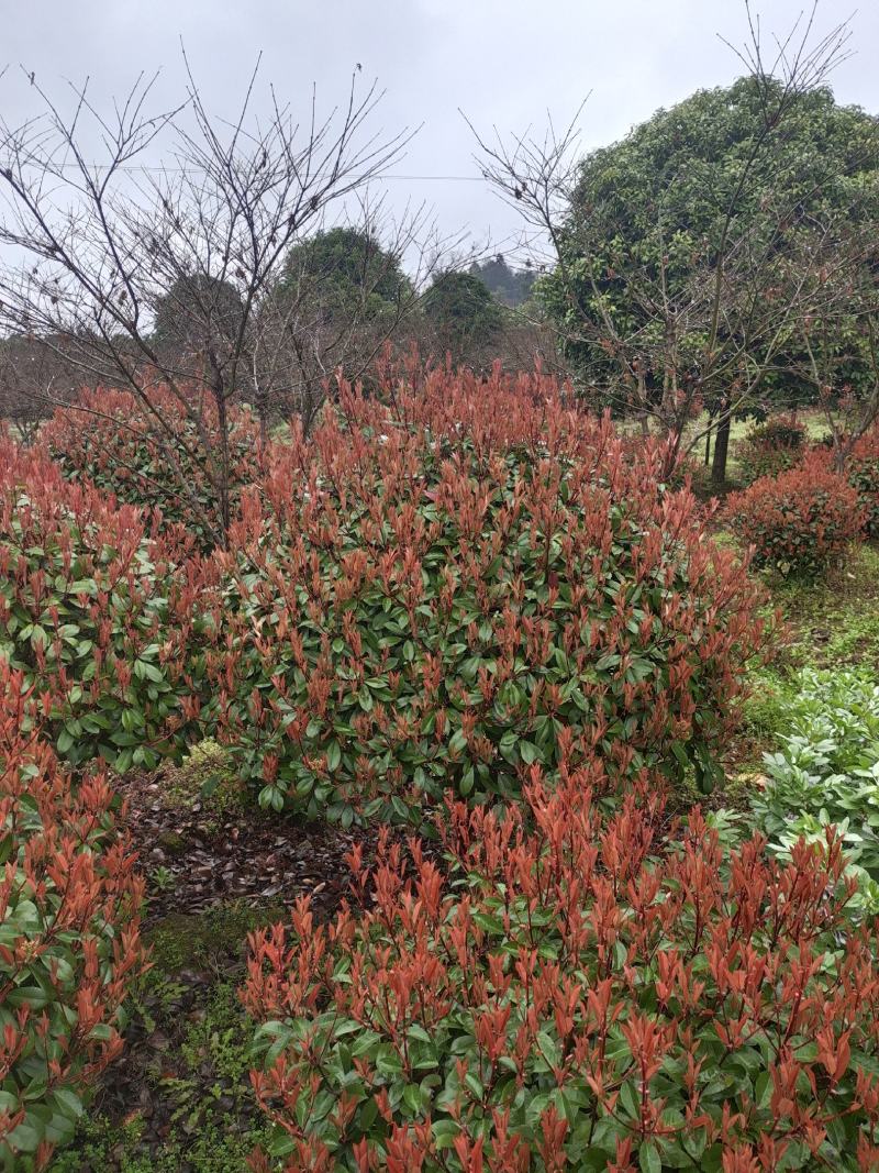 冠幅1.5米红叶石楠球，基地直销，价格实惠