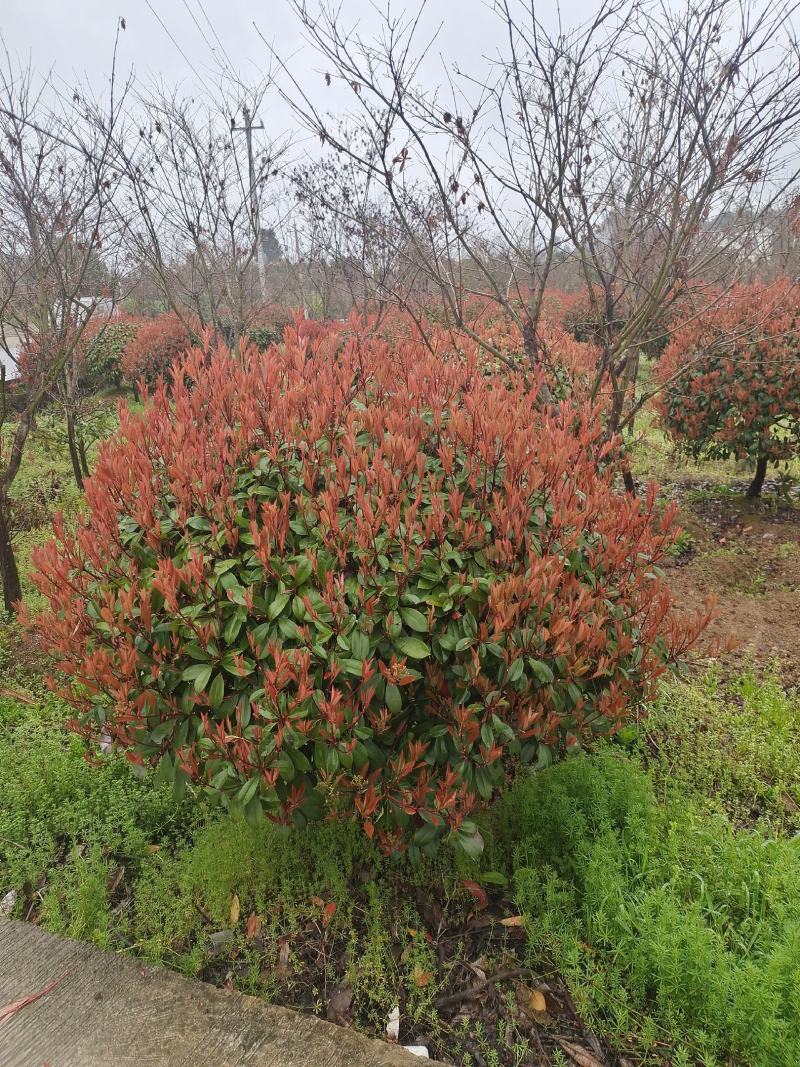 冠幅1.5米红叶石楠球，基地直销，价格实惠