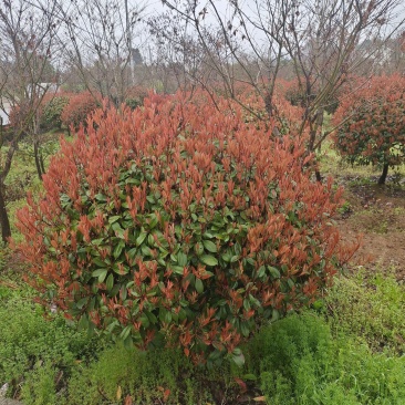 冠幅1.5米红叶石楠球，基地直销，价格实惠