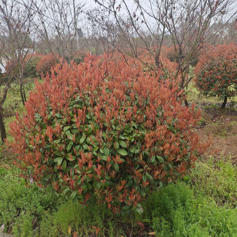 冠幅1.5米红叶石楠球，基地直销，价格实惠