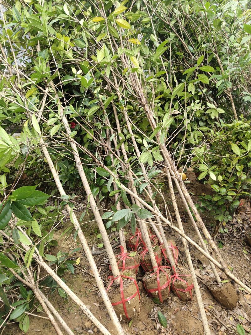桂花树，绿化苗木精选苗