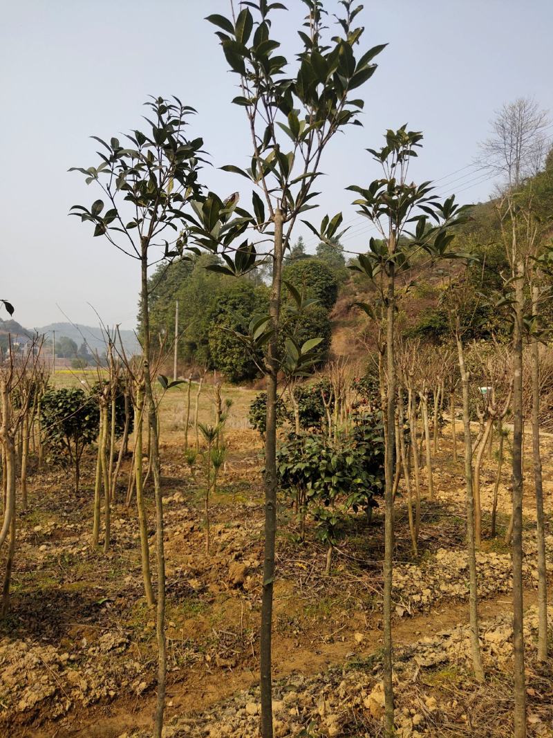 桂花树，绿化苗木精选苗