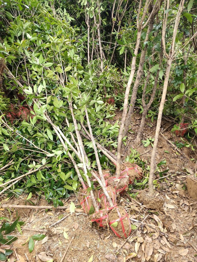 桂花树，绿化苗木精选苗