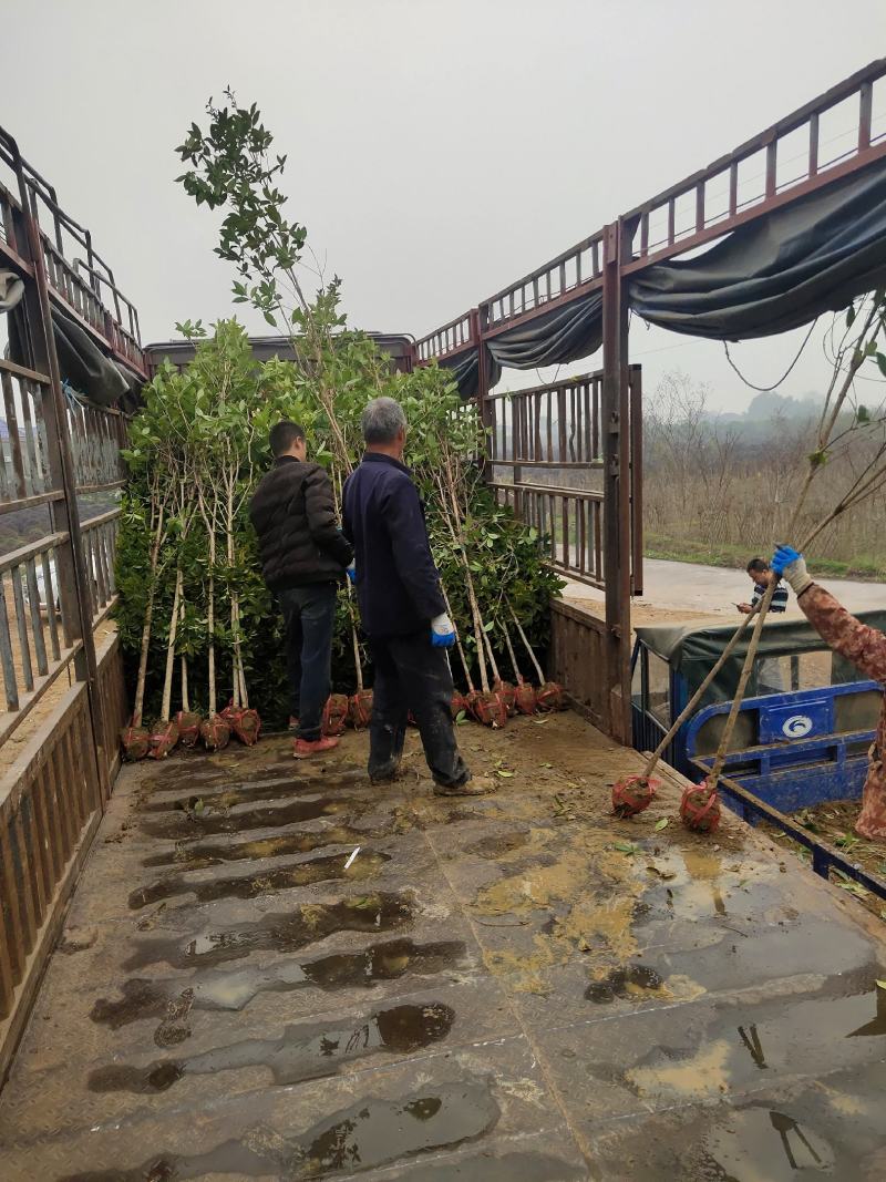 桂花树，绿化苗木精选苗