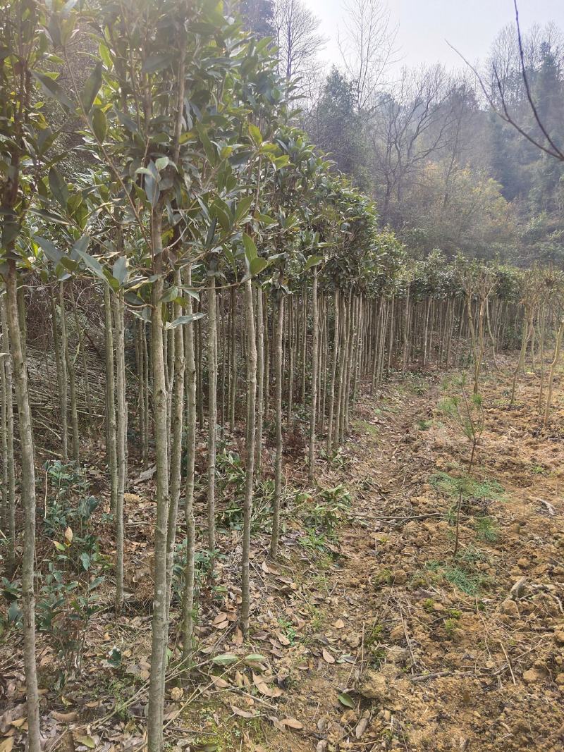 桂花树，绿化苗木精选苗