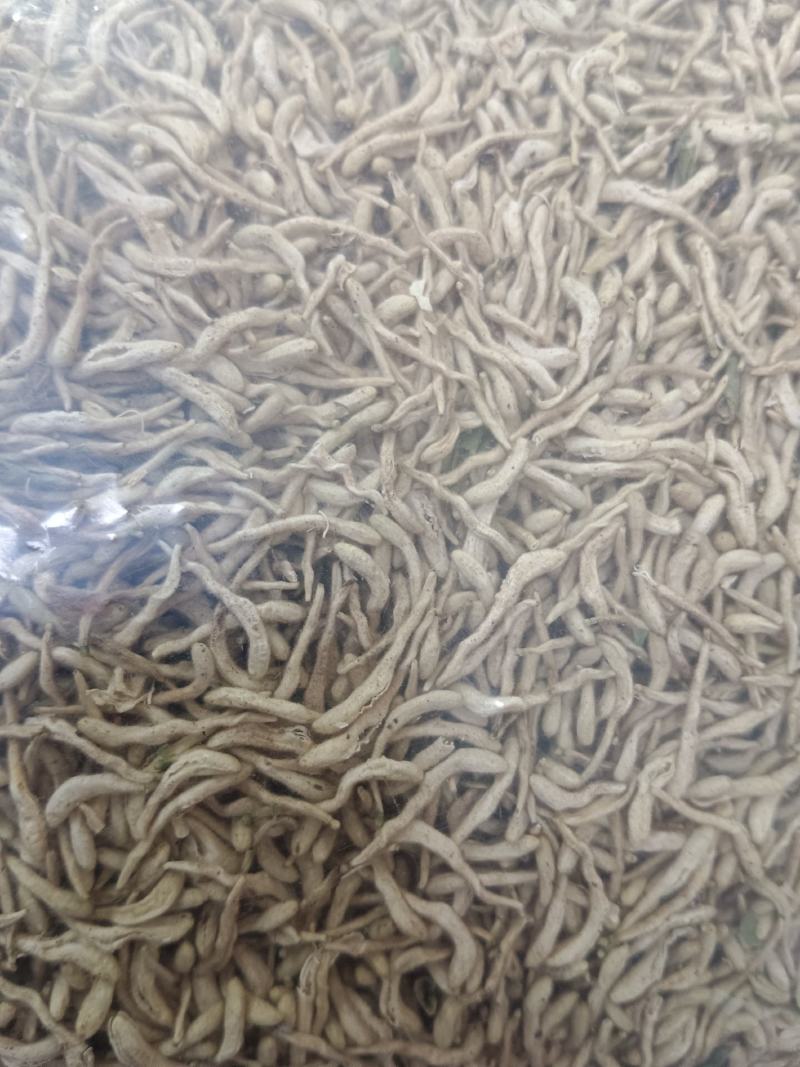 金银花
