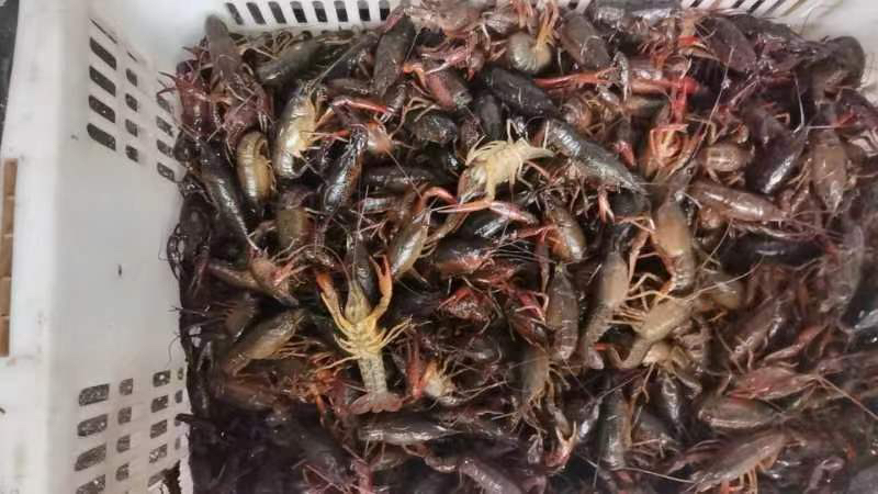 小龙虾与蛋白质含量对比图