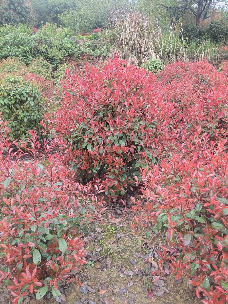 红叶石楠球，绿化苗木地苗