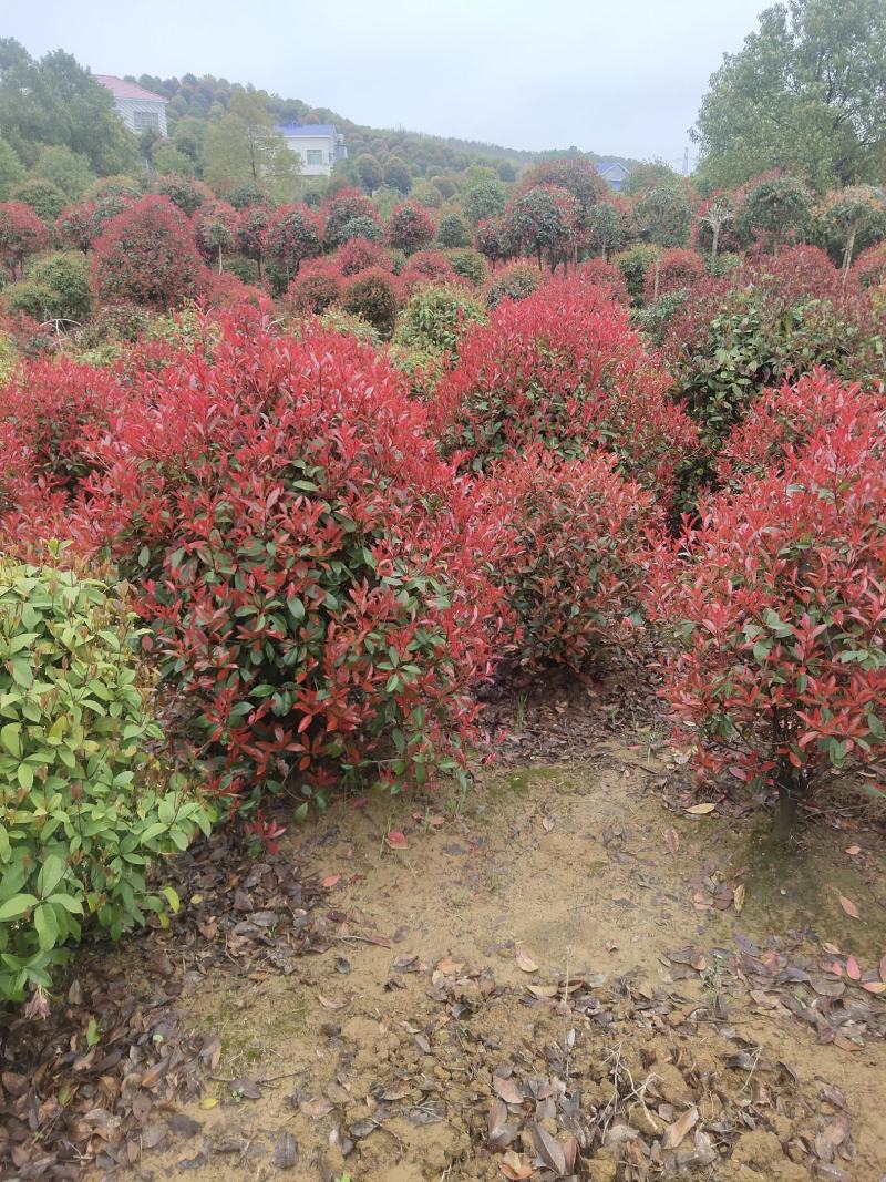 红叶石楠球，绿化苗木地苗