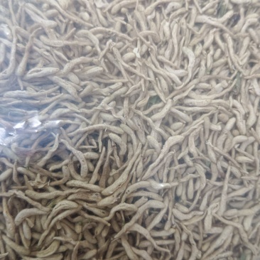 金银花