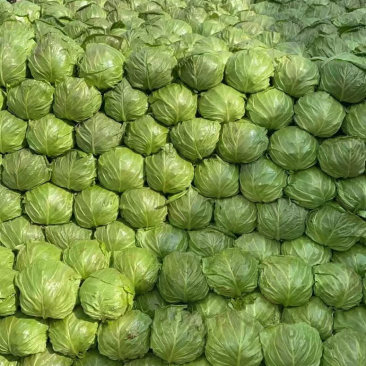 绿甘蓝精品产地直供大量现货质量好个头合适