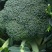 精品西蓝花，一手货源，量大从优，价格美丽