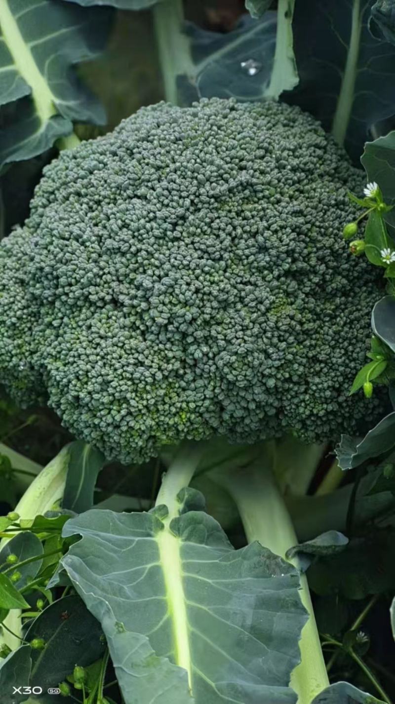 精品西蓝花，一手货源，量大从优，价格美丽
