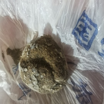 猪宝