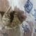 猪宝