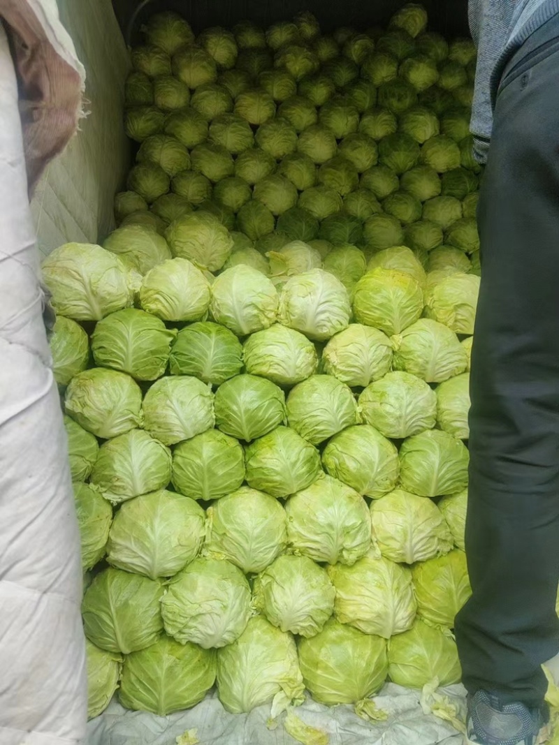 绿甘蓝精品产地直供大量现货质量好个头合适