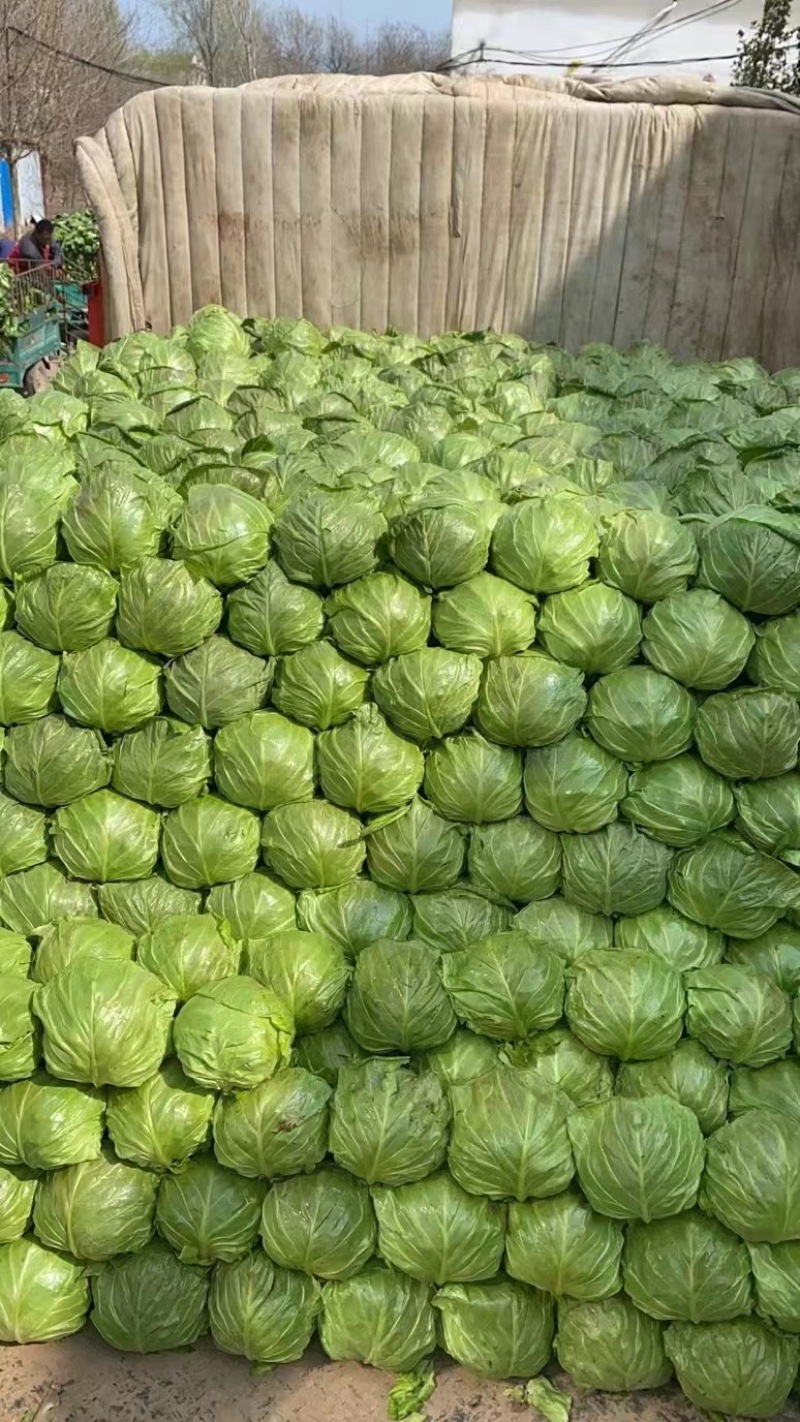 绿甘蓝精品产地直供大量现货质量好个头合适