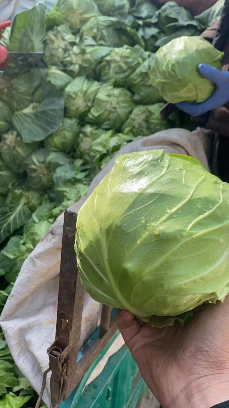 绿甘蓝精品产地直供大量现货质量好个头合适