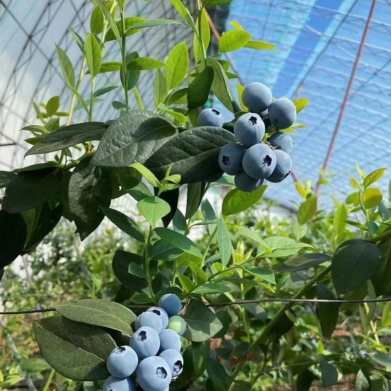 [精选]辽宁丹东蓝莓暖棚蓝莓产地直发甜脆多汁