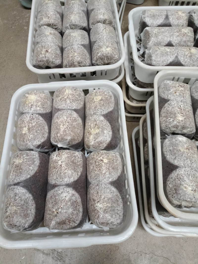 金耳菌包源头厂家发货，好质量高品质