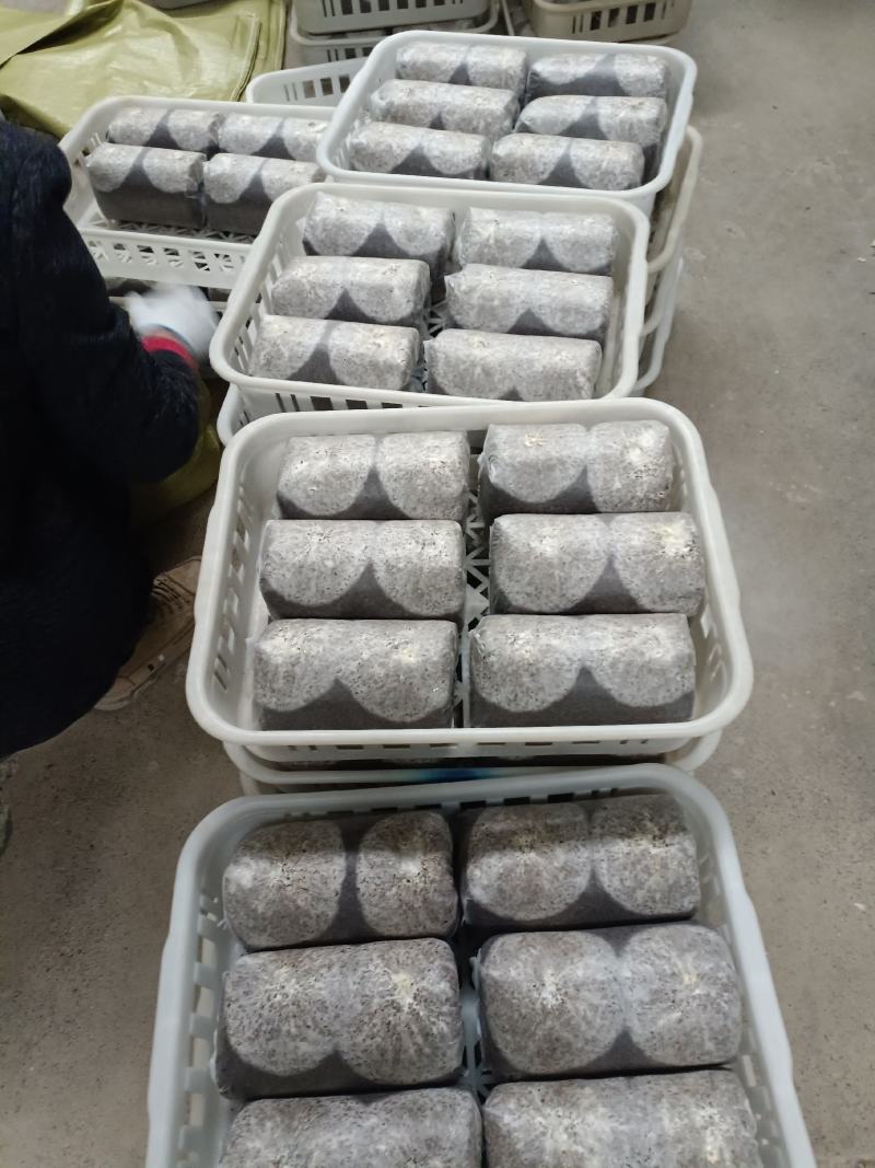 金耳菌包源头厂家发货，好质量高品质